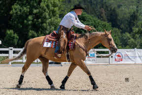 Westernreiten Pferd